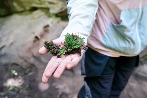营员在山野中观察植物